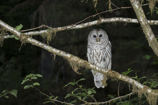 Portrait of owl perching on branch in forest at Olympic National Park