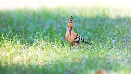 Eurasian hoopoe national bird of Upupidae is are colorful birds found across Afro had crown of feathers and seen in my country.