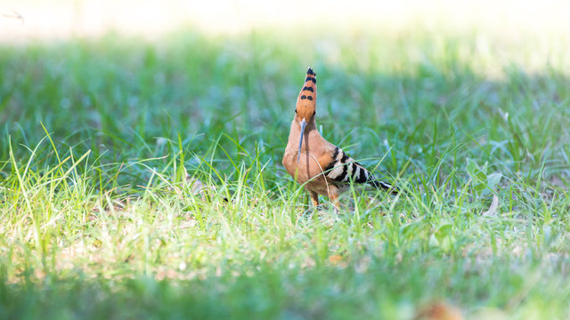 Eurasian hoopoe national bird of Upupidae is are colorful birds found across Afro had crown of feathers and seen in my country.