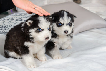 Hands caressing the Husky puppies. Cute baby dog with blue eyes. Pet - man's best friend. 