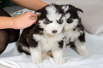 Hands caressing the Little Husky puppies. Cute baby dog with blue eyes. Pet - man's best friend.