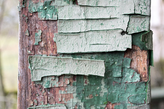 Texture of old cracked wood painted blue. Old, cracked paint in husk.