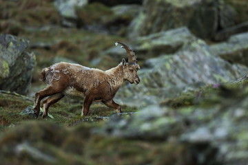 Goat ibex. Photographed in Austria. Free nature. The wild nature of Europe. Beautiful photo. Mountains. Nature.