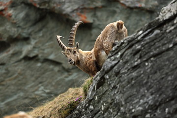 Goat ibex. Photographed in Austria. Free nature. The wild nature of Europe. Beautiful photo. Mountains. Nature.