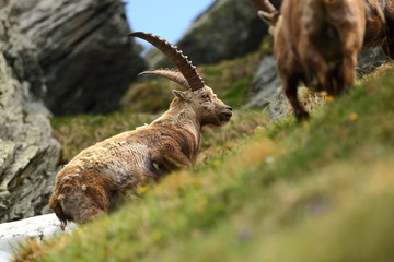 Goat ibex. Photographed in Austria. Free nature. The wild nature of Europe. Beautiful photo. Mountains. Nature.