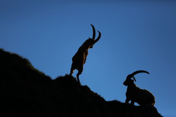 Goat ibex. Photographed in Austria. Free nature. The wild nature of Europe. Beautiful photo. Mountains. Nature.