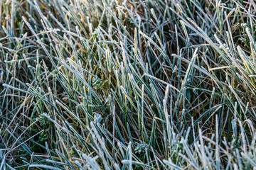 Grass covered with a hoarfrost on autumn