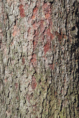 Natürlicher Hintergrund, Fichtenborke