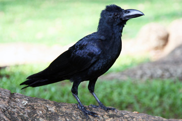 Black Raven close-up