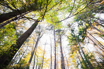 Obraz premium treetops