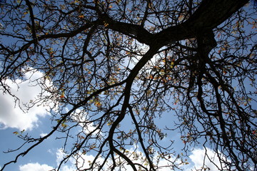 Trees