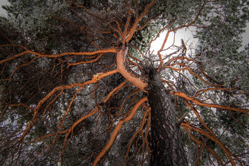 crazy tree