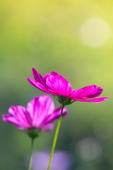 Obraz premium cosmos flower on graden