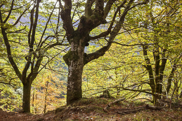 Beech forest