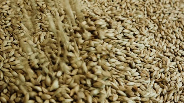Pouring grain after harvest. Wheat grains are poured into the bunker. Сlose-up of malt grains.