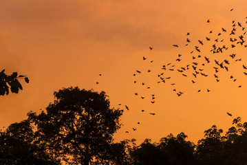 Migrating birds in the afternoon, Guatemala 