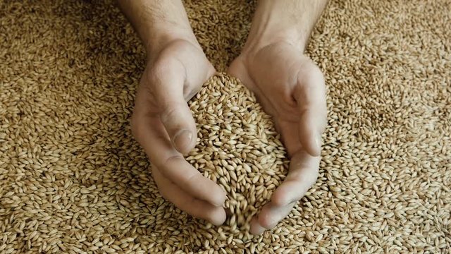 Farmer holding grains in his hands. Male cupped hands pouring whole wheat grain kernels. Wheat in a hand good harvest. Harvest close-up of farmers hands holding wheat grains.
