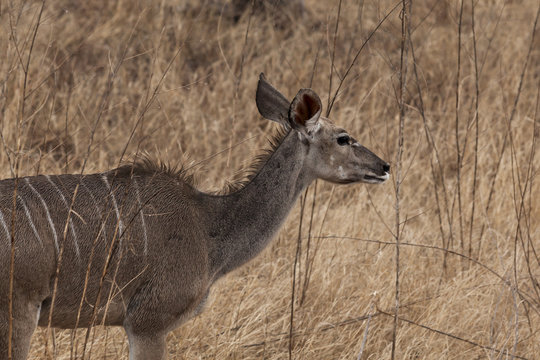 Kudu Antelope in Kruger Park