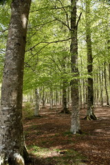 Beech forest in spring
