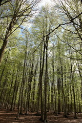 Beech forest in spring