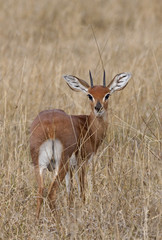 Steenbok (Raphicerus campestris) - Botswana