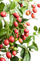 Obraz premium Murraya plant with fruits isolated on a white background
