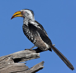Yellow-billed Hornbill (Tockus flavirostris) - Botswana