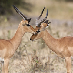 Two Male Impala - Savuti region of Botswana