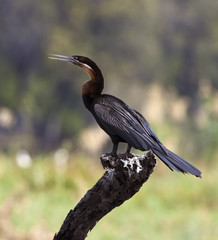 African Darter (Anhinga melanogaster) - Botswana