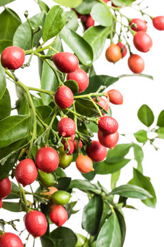 Murraya plant with fruits isolated on a white background