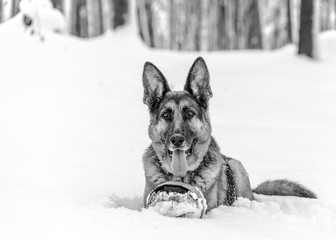Dogs Being Dogs