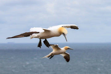Fliegende Basstölpel vor der Küste von Helgoland