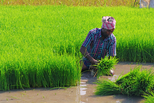 Indian Farmer Cutting The Seedling