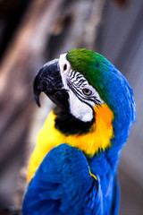 Beautiful parrot