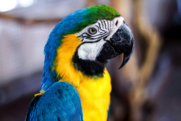 Beautiful parrot
