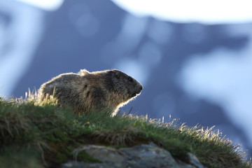 Marmota marmota. Photographed in Austria. Free nature. Mountains. The wild nature of Europe. Beautiful photo of animal life.