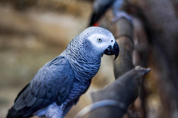 Beautiful Gray Parrot