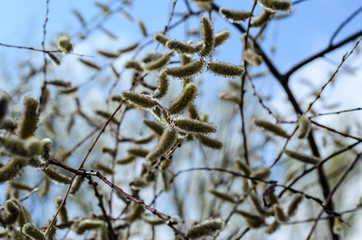 Branches of pussywillow (Salix caprea) on spring