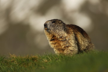 Naklejka na ściany i meble Marmota marmota. Photographed in Austria. Free nature. Mountains. The wild nature of Europe. Beautiful photo of animal life.