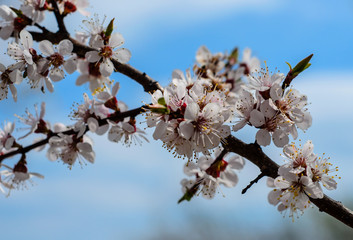 Branch of the blossoming apricot tree