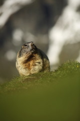 Marmota marmota. Photographed in Austria. Free nature. Mountains. The wild nature of Europe. Beautiful photo of animal life.