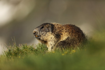 Marmota marmota. Photographed in Austria. Free nature. Mountains. The wild nature of Europe. Beautiful photo of animal life.