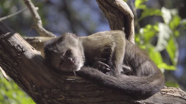 Cute young Capuchin monkey sunning