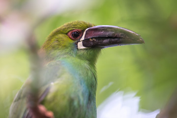 Colorful Exotic Bird