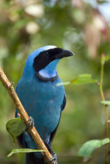 Turquoise Jay - Mindo Cloud Forest - Ecuador