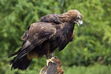 Fototapeta premium Golden Eagle - Scottish Highlands