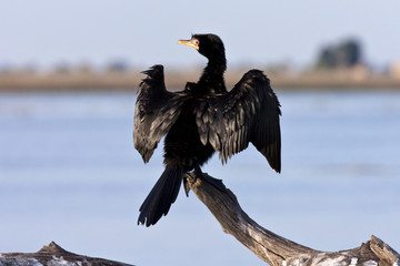 Reed Cormorant - Botswana