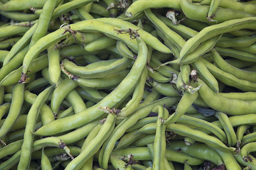 Broad beans (Vicia faba var. major) in pods