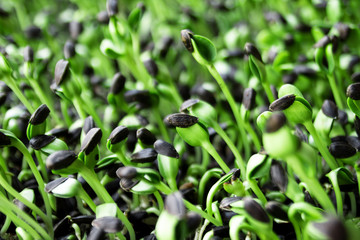 Germinating sunflower plant sprouts on the blur background.