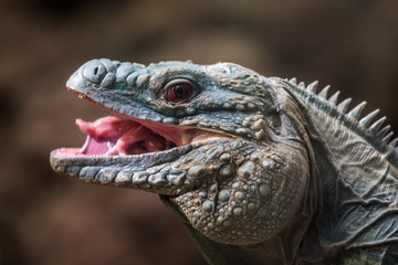 Green Iguana